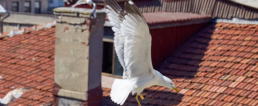 Residential Chimney Animal Removal Solution in Enterprise, NV