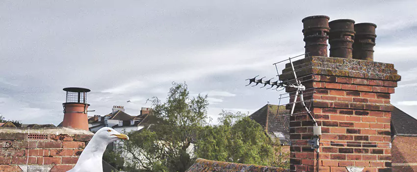 Chimney Cleaning And Restoration in Enterprise, Nevada